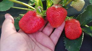 Клубника "КЛЕРИ" (6 шт.)